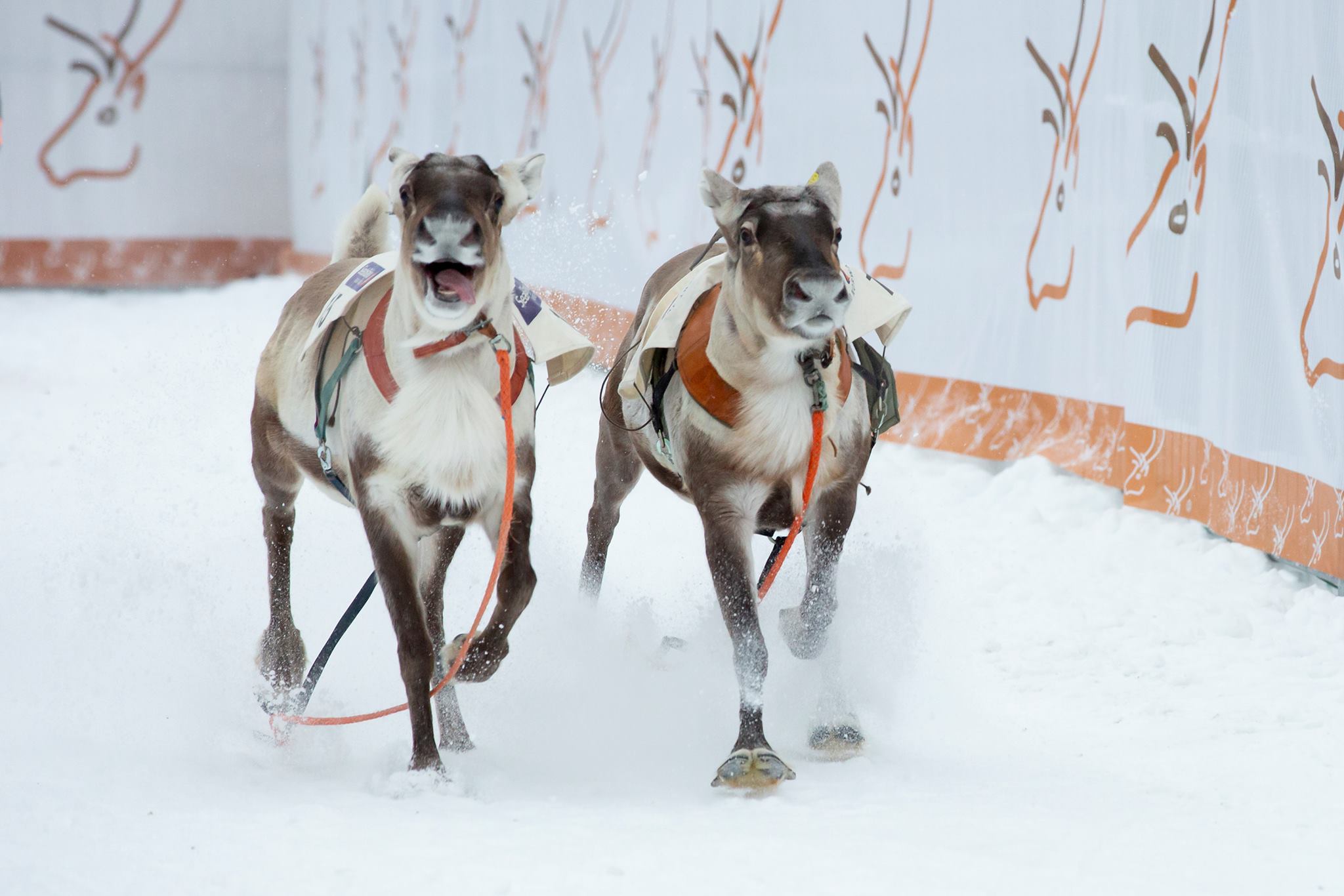 To kjørerein som brukes til reinkappkjøring løper rundt på arenaen uten kusker.