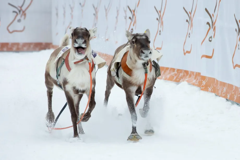 To kjørerein som brukes til reinkappkjøring løper rundt på arenaen uten kusker.
