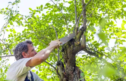 Mann som feller tre Mann som feller tre