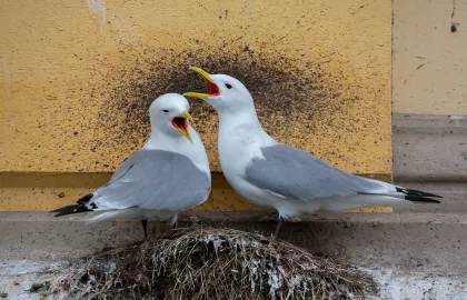 Et krykkjepar hekker på bygget til Tromsø kunstforening. Foto: Karl-Otto Jacobsen© Foto: Karl-Otto Jacobsen©
