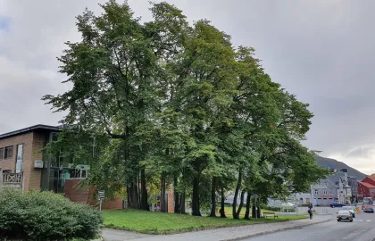 Almelunden ved Tinghuset. Almelunden ved Tinghuset.