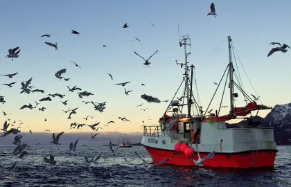 Fiskebåt og måker ute på sjøen Fiskebåt, også kalt sjark, ute på havet under åpen himmel, omkranset av flygende måker.