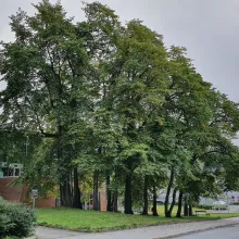 Almelunden ved Tinghuset.